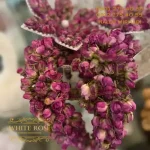 خوشه گل محمدی