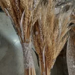 تزئین گندم
